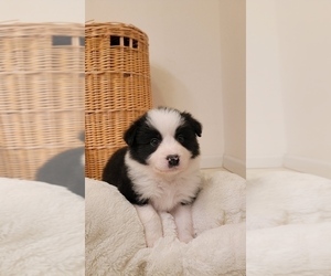 Medium Border Collie