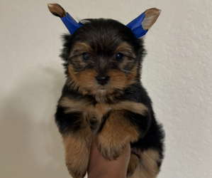 Yorkshire Terrier Puppy for sale in MIAMI BEACH, FL, USA