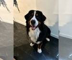Small #3 Bernese Mountain Dog