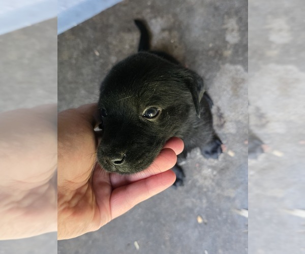 Medium Photo #9 Labrador Retriever Puppy For Sale in REXFORD, NY, USA