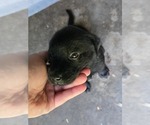 Small #8 Labrador Retriever