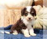 Small #1 Bernedoodle (Miniature)