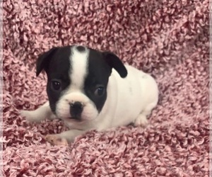 French Bulldog Puppy for sale in JOHNS ISLAND, SC, USA