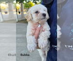 Small #3 Maltipoo (Miniature)
