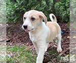Small #7 Retriever  Mix