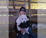 Small Great Pyrenees