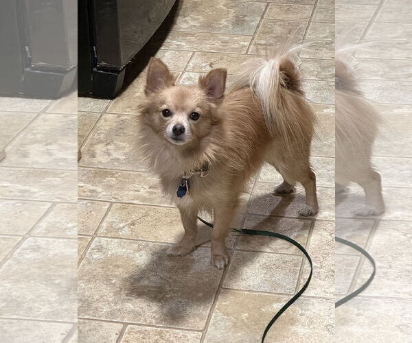 Medium Photo #13 Chiranian Puppy For Sale in Minneapolis, MN, USA