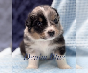 Australian Shepherd Litter for sale in JACOBSTOWN, NJ, USA