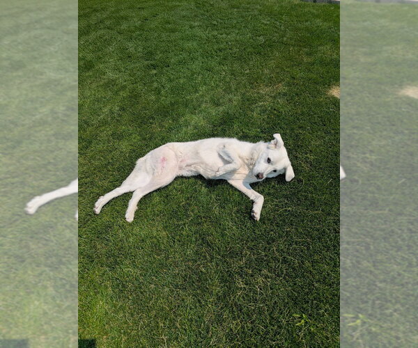 Medium Photo #3 Great Pyrenees-Unknown Mix Puppy For Sale in Salt Lake City, UT, USA