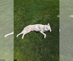 Small #2 Great Pyrenees Mix