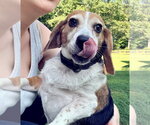 Small #2 Beagle