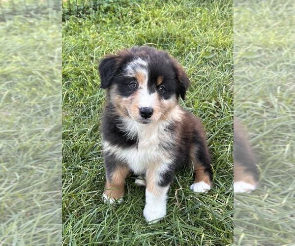 Medium Photo #10 Australian Shepherd Puppy For Sale in JEROMESVILLE, OH, USA