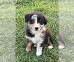 Small #9 Australian Shepherd