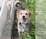 Small #3 Jack Russell Terrier-Wheaten Terrier Mix