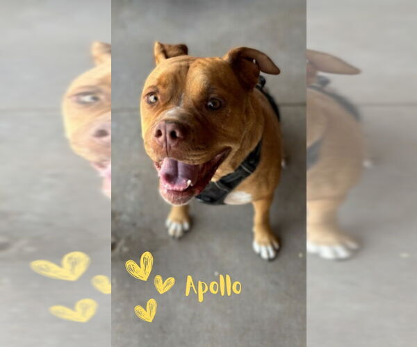 Medium Photo #13 American Staffordshire Terrier-Boxer Mix Puppy For Sale in Monte Vista, CO, USA