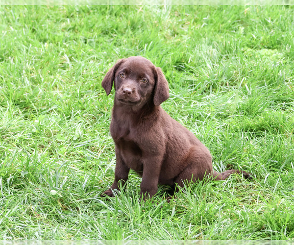 Medium Photo #4 Labrador Retriever Puppy For Sale in SYRACUSE, IN, USA