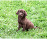 Marie - Female Labrador Retriever Puppy for Sale - Photo #4
