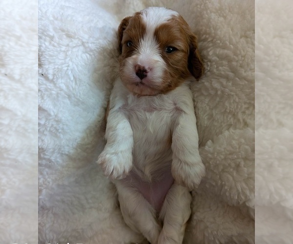 Medium Photo #1 Cavapoo (Miniature) Puppy For Sale in SAINT FRANCIS, MN, USA