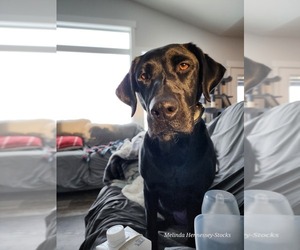 Mother of the Labrador Retriever puppies born on 03/28/2025
