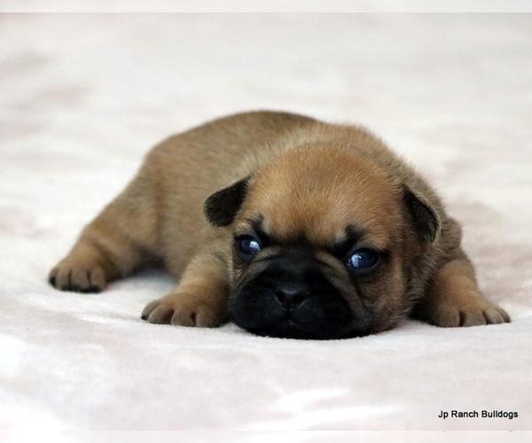 Medium Photo #10 French Bulldog Puppy For Sale in WINNSBORO, TX, USA