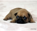 Puppy Daisy French Bulldog