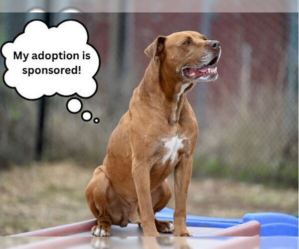 Medium Photo #4 Lab-Pointer Puppy For Sale in Santa Cruz, CA, USA