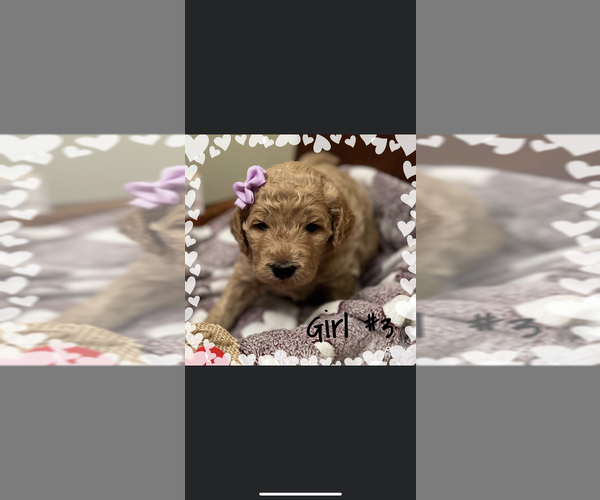 Medium Photo #1 Goldendoodle Puppy For Sale in YADKINVILLE, NC, USA