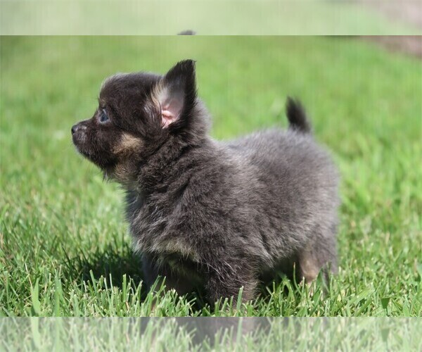 Medium Photo #3 Chihuahua Puppy For Sale in BOSTON, MA, USA
