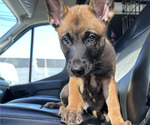 Puppy Orion Belgian Malinois