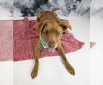 Small #4 Labrador Retriever Mix