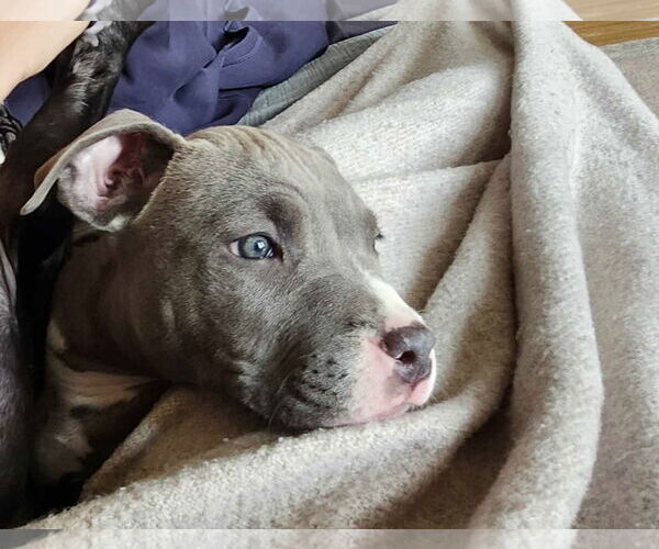 Medium Photo #3 Mutt Puppy For Sale in pomfret, CT, USA