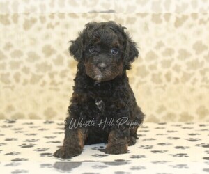 Miniature Bernedoodle Puppy for sale in DENVER, PA, USA