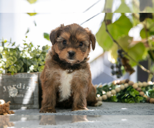 Medium Photo #1 Shorkie Tzu Puppy For Sale in KIRKWOOD, PA, USA