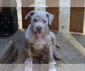 American Bully-American Bully Mikelands  Mix Puppy for sale in HARRIMAN, TN, USA