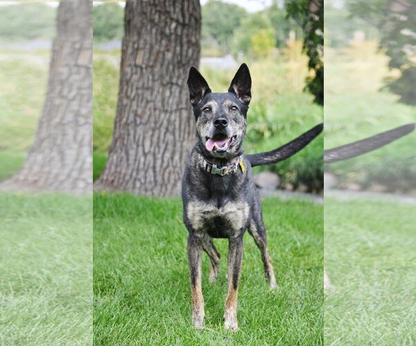 Medium Photo #19 German Shepherd Dog-Unknown Mix Puppy For Sale in Sandy, UT, USA