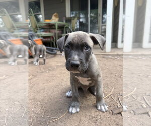 Mutt Dogs for adoption in Fort Collins, CO, USA
