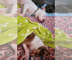 Small #8 American Pit Bull Terrier-Bulldog Mix