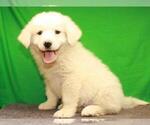 Small Photo #9 Great Pyrenees Puppy For Sale in SHAWNEE, OK, USA