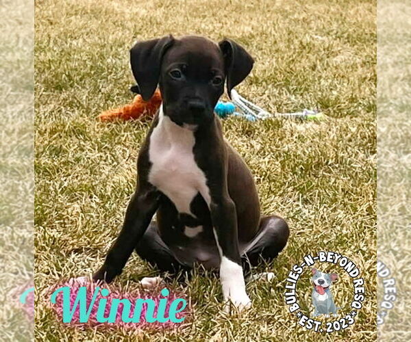 Medium Photo #1 Labrador Retriever-Unknown Mix Puppy For Sale in Omaha, NE, USA