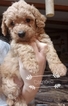 Small Photo #3 Maltipoo Puppy For Sale in CEDAR HILL, MO, USA