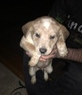 Small Photo #3 Australian Cattle Dog Puppy For Sale in STUARTS DRAFT, VA, USA