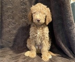 Small Photo #7 Double Doodle Puppy For Sale in SANTA PAULA, CA, USA