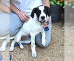 Small #2 Great Pyrenees-Pointer Mix