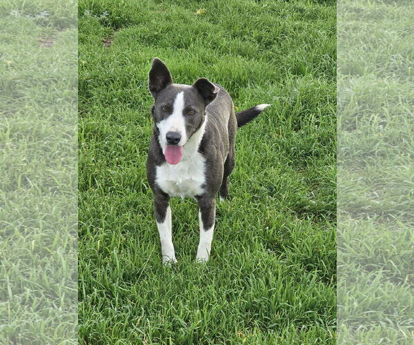 Medium Photo #2 Border Collie-Unknown Mix Puppy For Sale in Chico, CA, USA