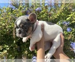 Puppy Puppy 1 French Bulldog