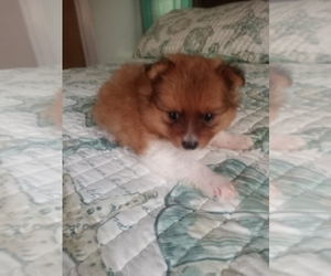 Pomeranian Puppy for sale in INVERNESS, FL, USA