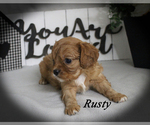 Small #14 Cavalier King Charles Spaniel