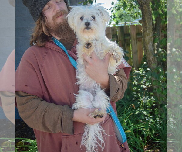 Medium Photo #4 Maltichon Puppy For Sale in Huntley, IL, USA