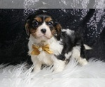 Small #4 Cavalier King Charles Spaniel