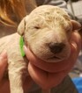 Small #2 Goldendoodle